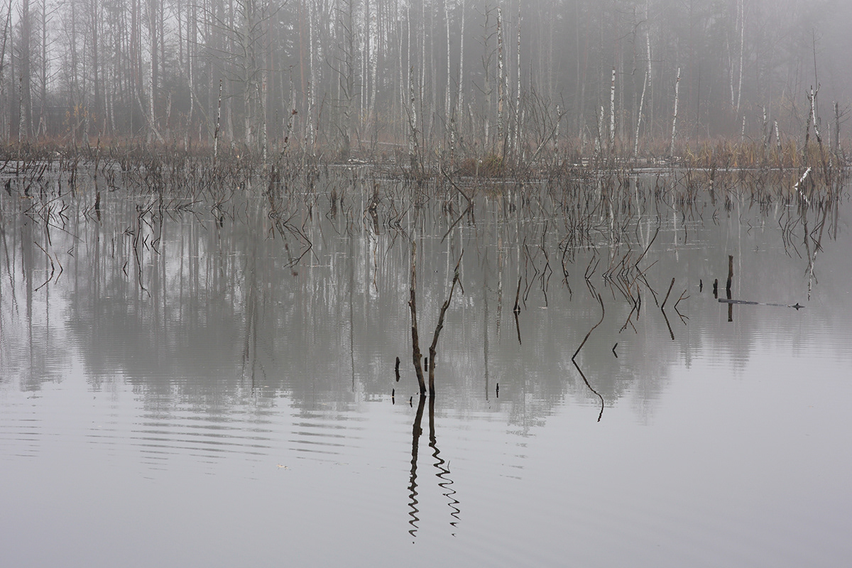 fog Fog Photography lithuania lietuva Mindaugas Buivydas tree art