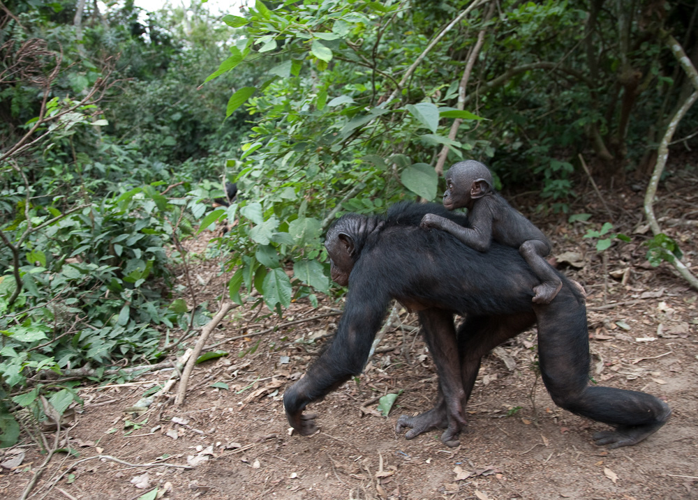 Congo DRC bomassa kinshasa brazzaville Congo river mondika gorilla elephant bonobo lola ya bonobo Ba'Aka pygmy snake mbeli bai pirogue fish eagle