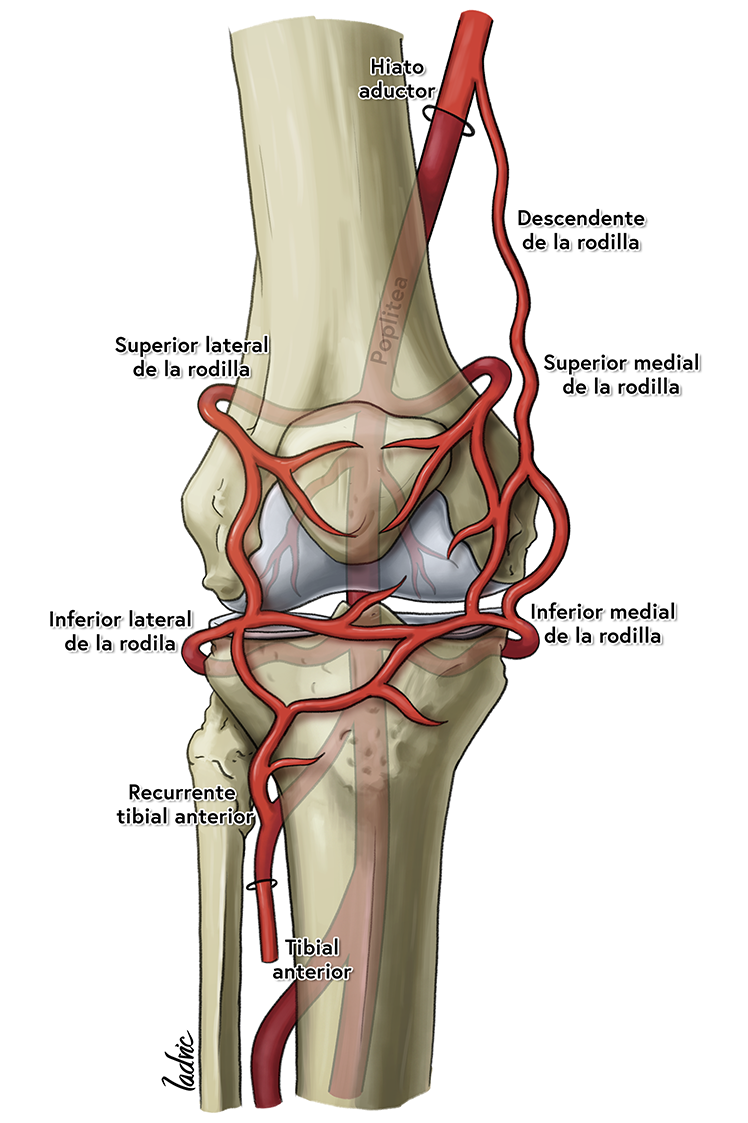 anatomy Arteries foot Joint knee medical illustration shoulder Vascular