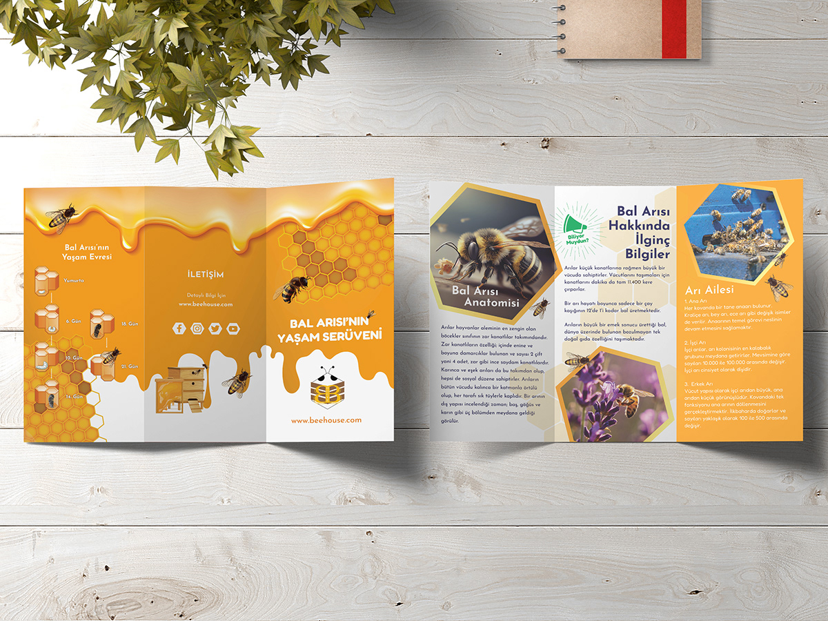 brochure brochure design logo Graphic Designer marketing   designer adobe illustrator Logo Design Mockup Behance
