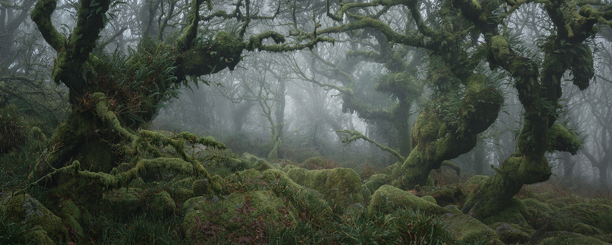 Ancient atmosphere atmospheric forest Landscape mood UK wistmans woodland