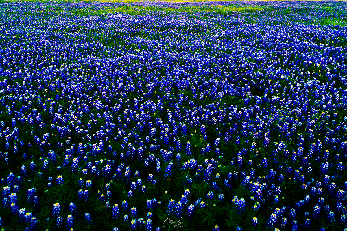beauty blue Bluebonnet color field indian Nature paintbrush texas Wildflowers