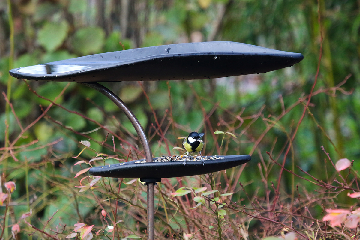 birdfeeder birds design Food  howest mahe plancke Nature Outdoor water