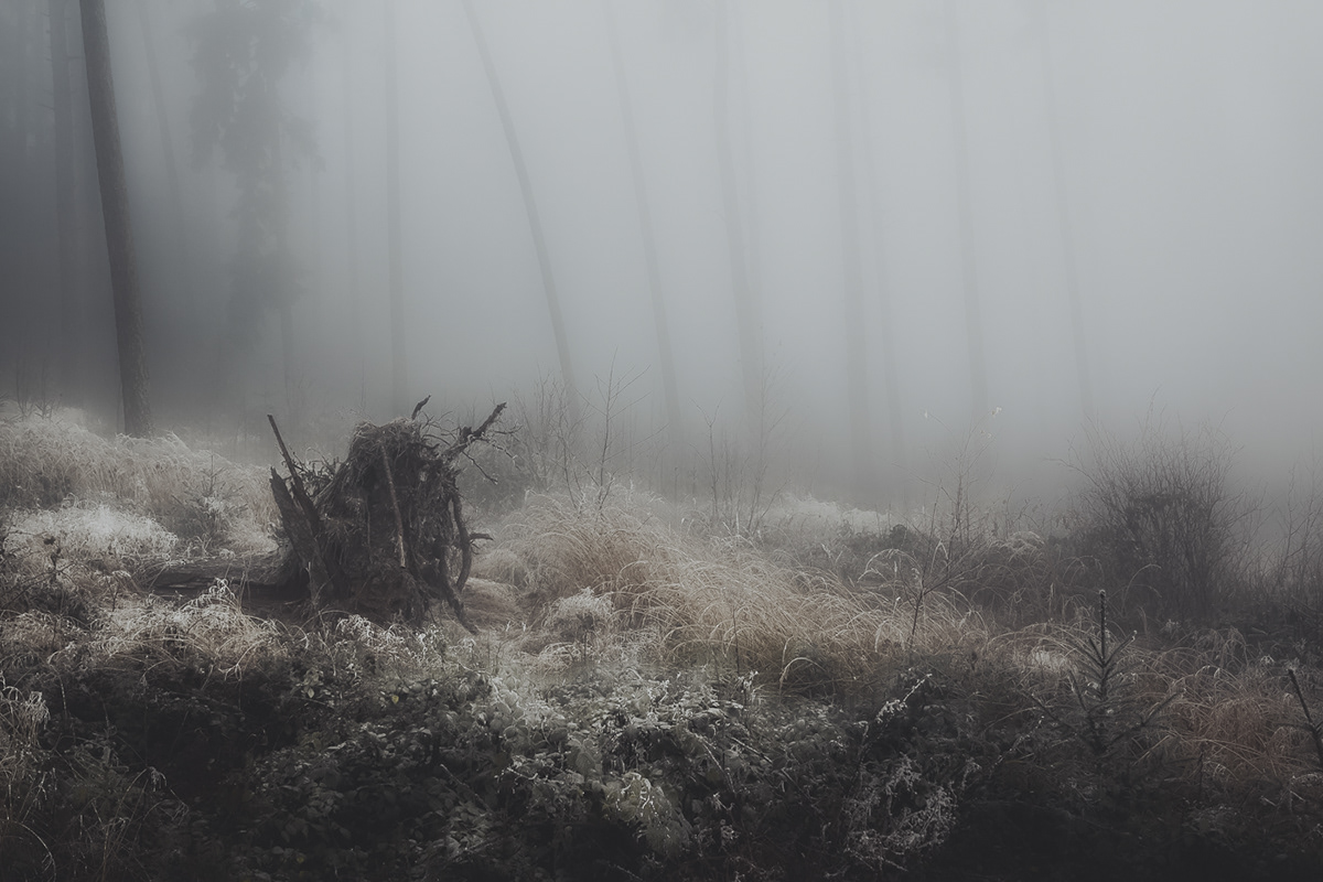 fog foggy mist misty forest trees atmosphere mood mysterious solitude