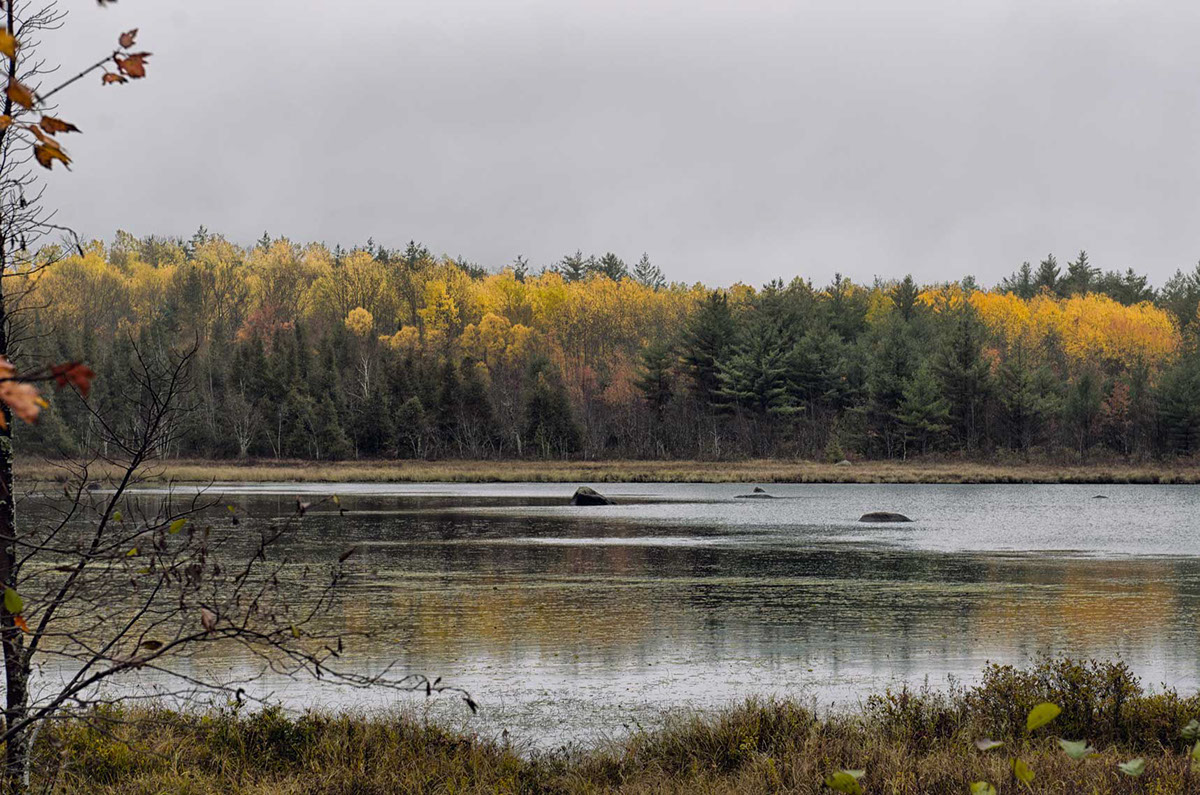 Adobe Portfolio Maine me golden road millinocket logging foliage fall colors Fall Foliage