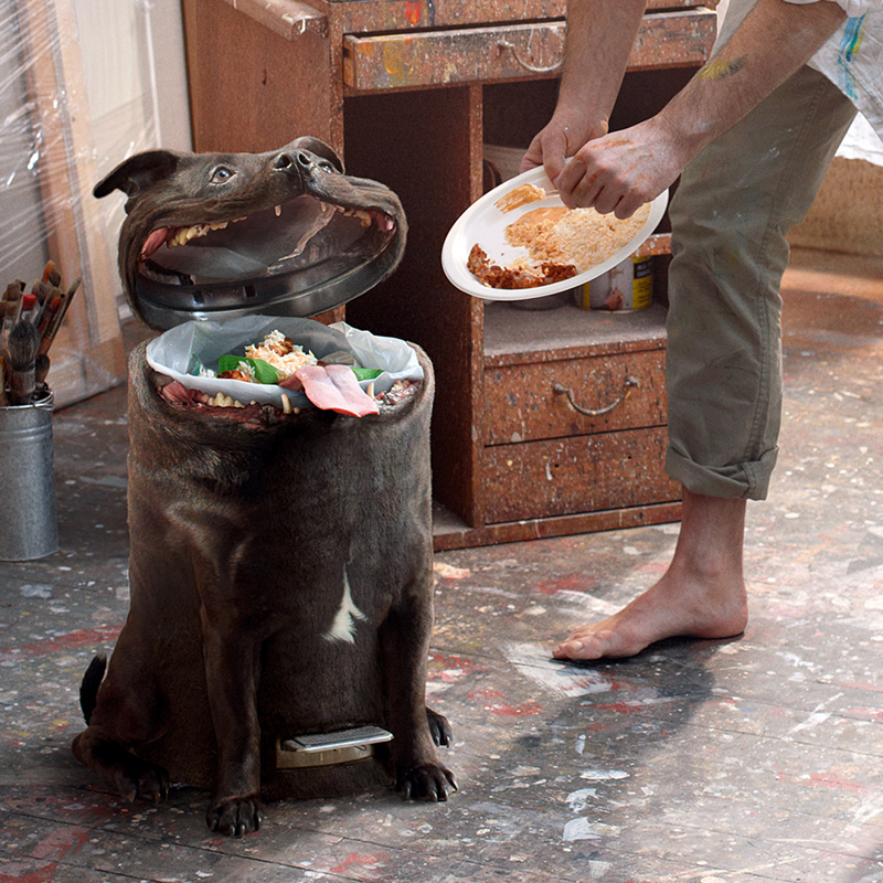 dog dog food dog chow Cannes elsol fiap
