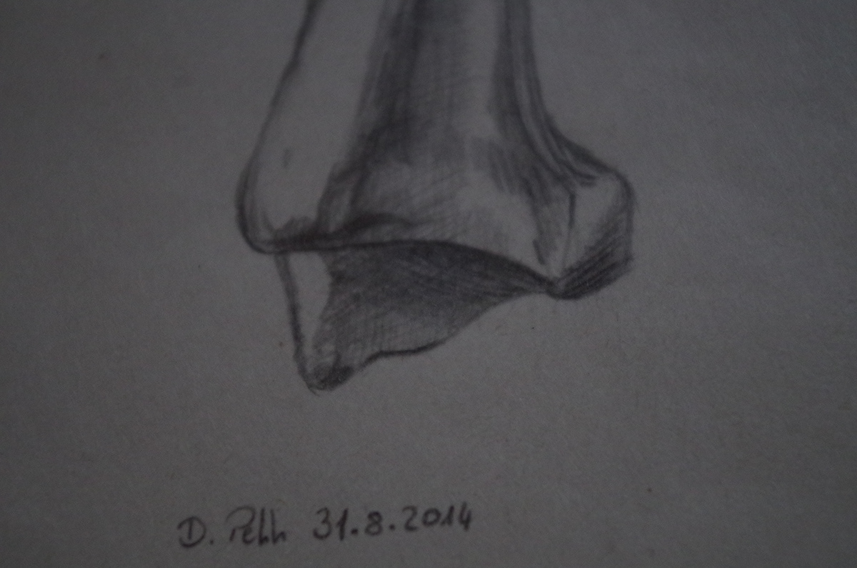 Tibia bone anatomy academic drawing study pencil pencil on paper paper black and white b/w Human Body human anatomy