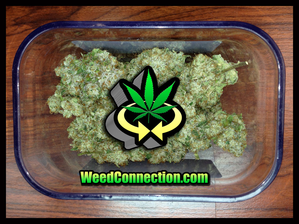 Weed Connection marijuana cannabis hemp OG Kush Dabs hash directory publication Web digital art media