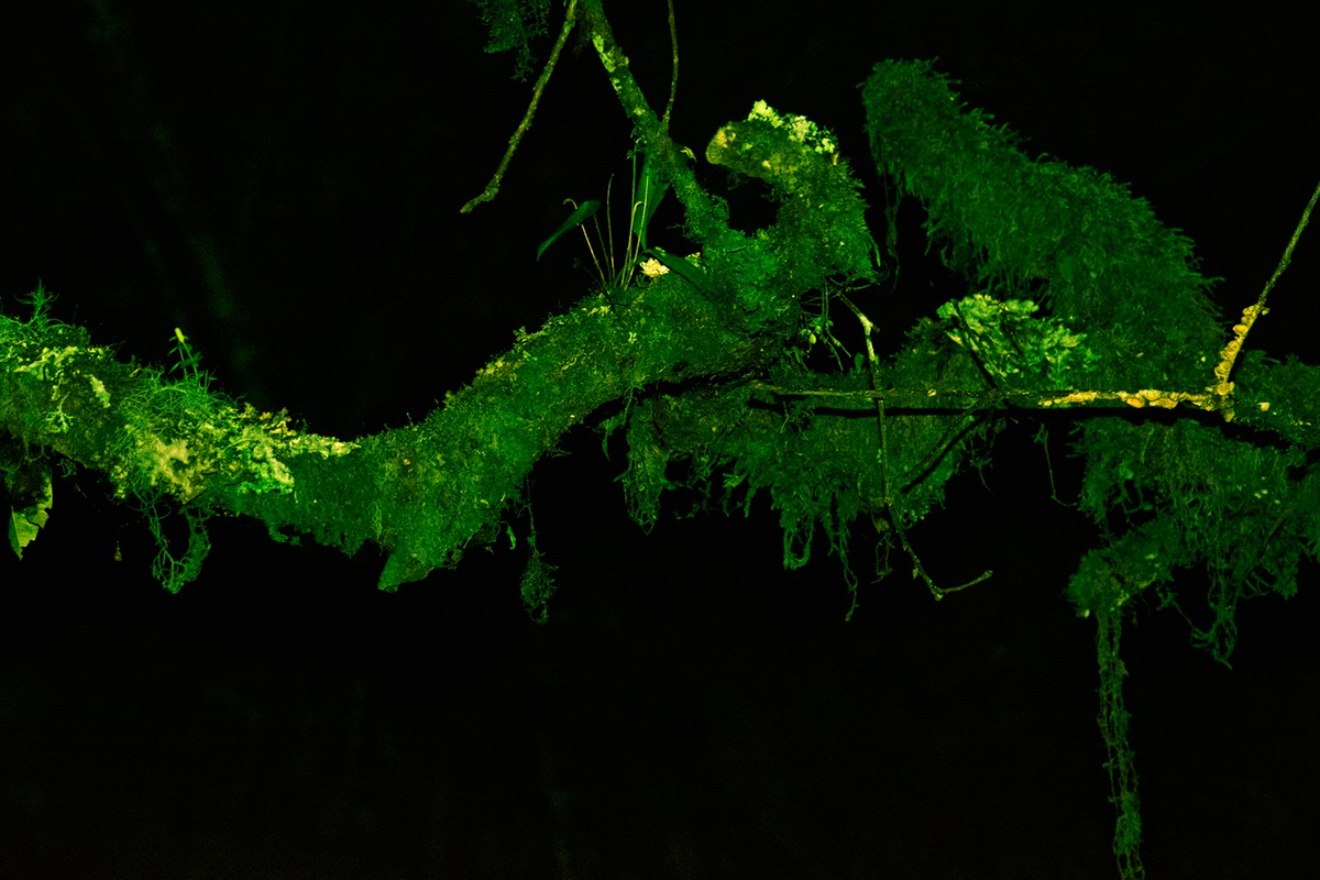 surreal dream Outdoor fear darkness country colombia Cauca nasa misak Silvia