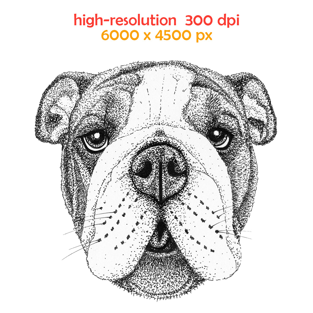 Hand drawn illustration of   dog   french  bulldog in high resolution

