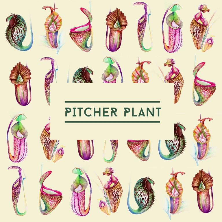 pitcherplant kantongsemar Plant watercolor