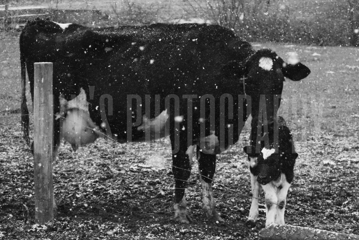 black and white calf cow dairy cattle farm puppy snow