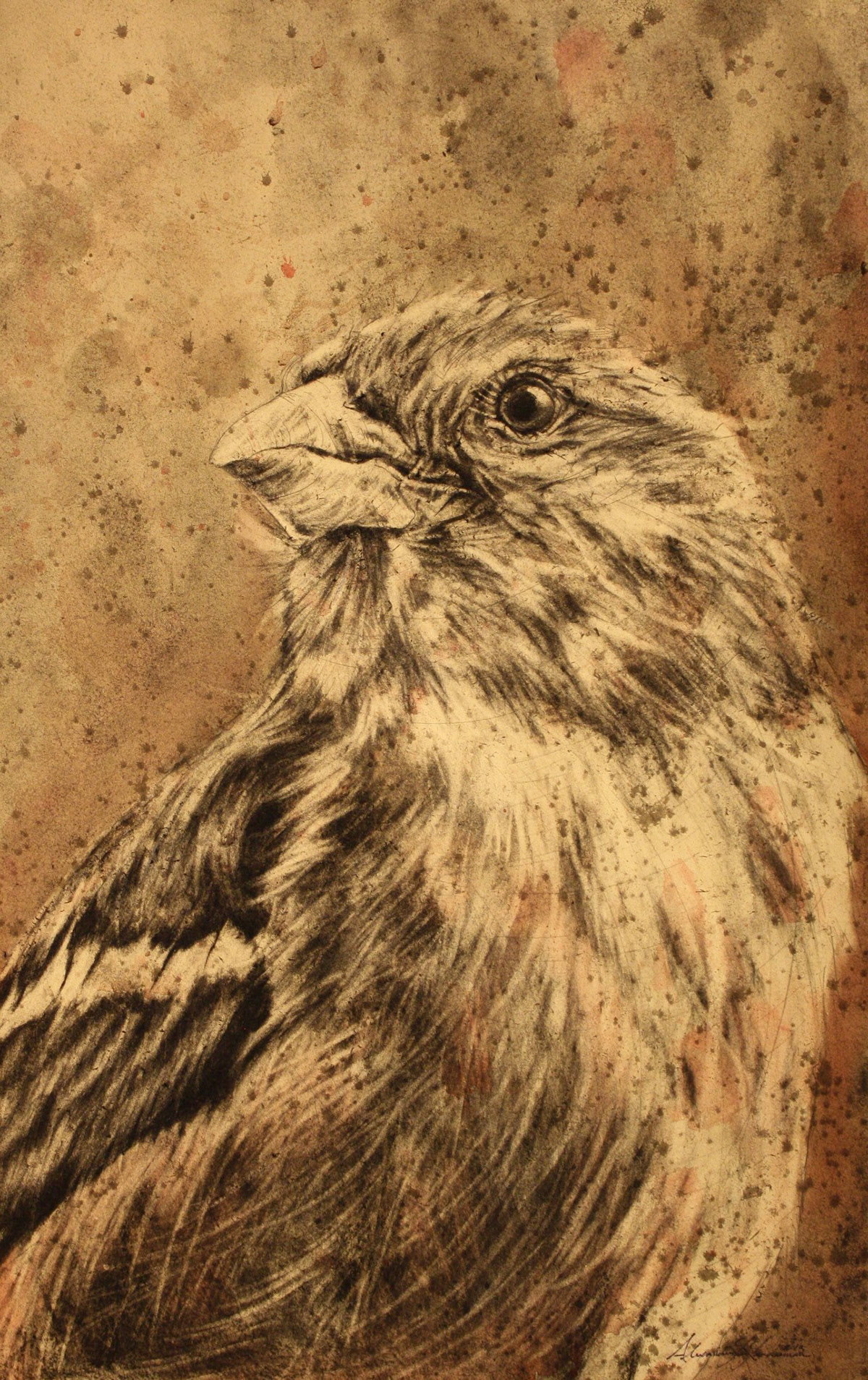 birds  Landerman art chacoal   ink graphite aves