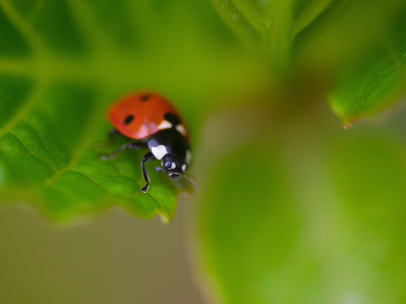 liefheersbeestje spring lente ladybug