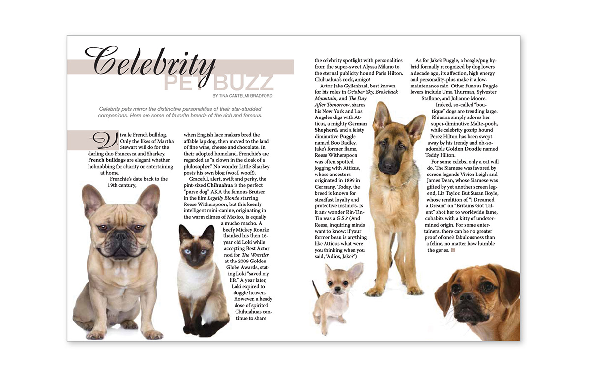 magazine layout dogs cats magazine Art Director
