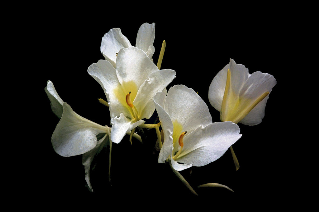 Flowers Mark Hilliard color Fine Art Photogaphy macro closeup