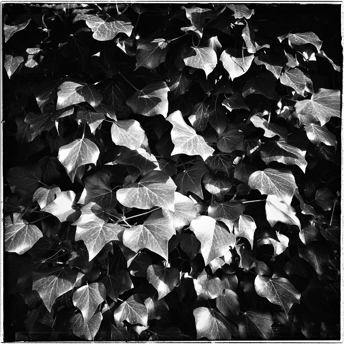 Nature life black and white leaves plants blätter pflanzen