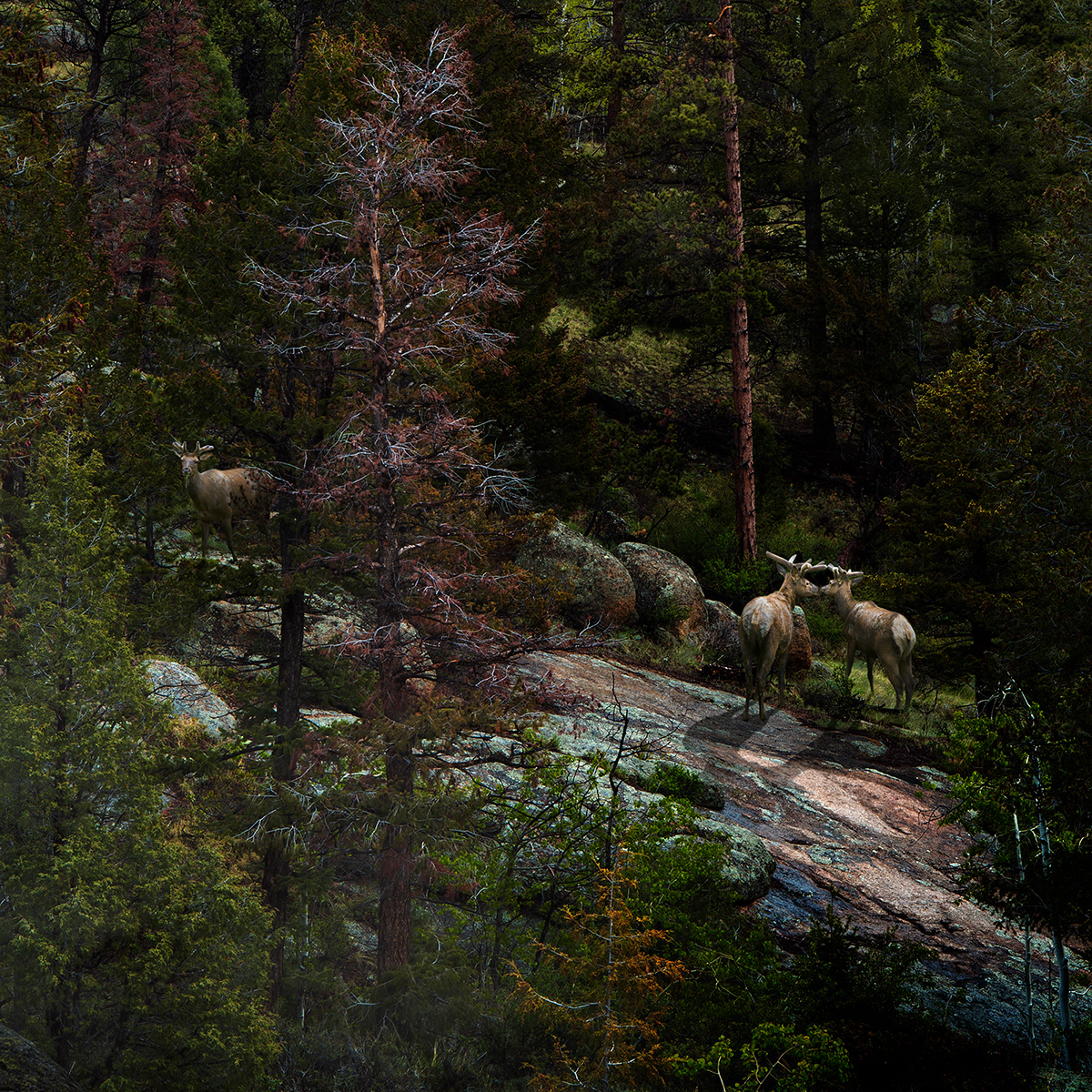 mountains elk animals Nature Landscape conservation photomanipulation western retouching  fantasy