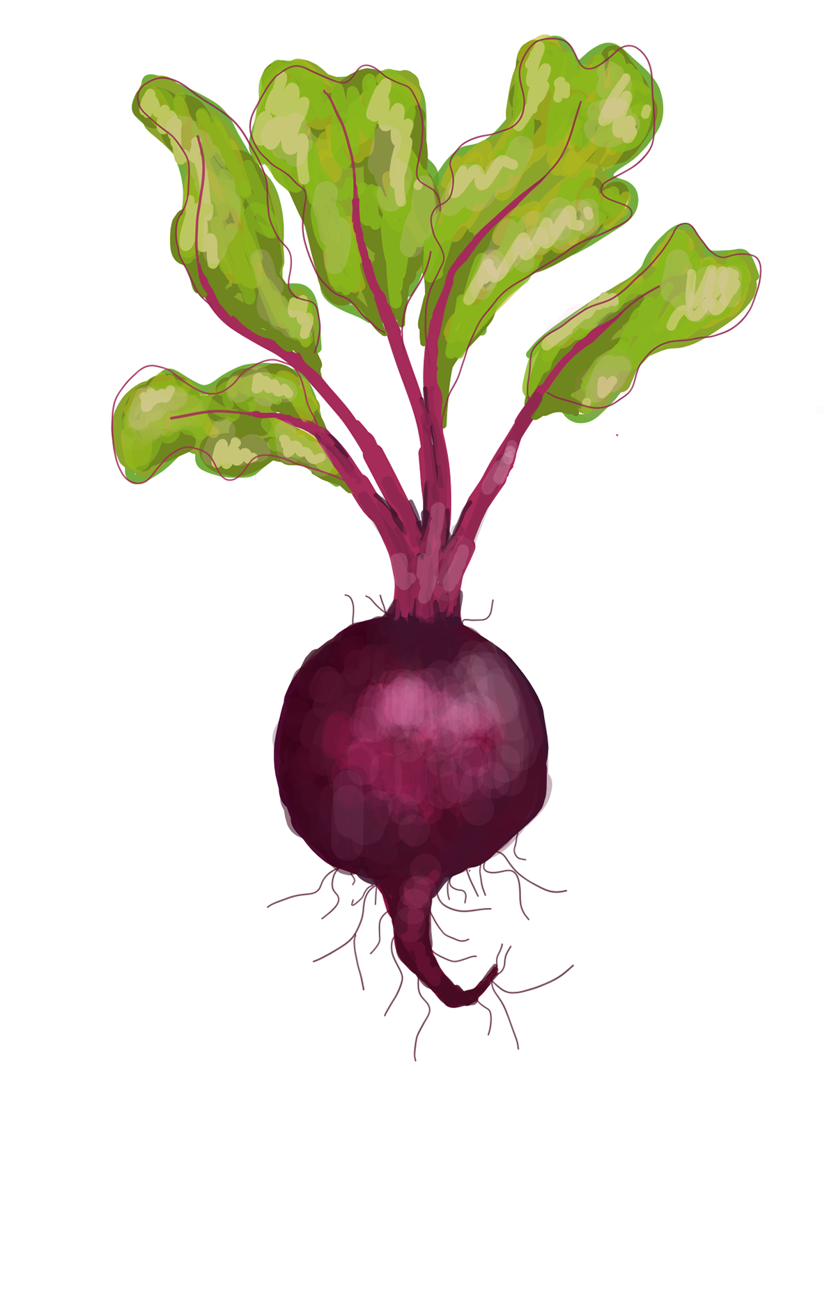 logo Digital Drawing Digital Art  artwork ILLUSTRATION  beetroot vegetable art Drawing 