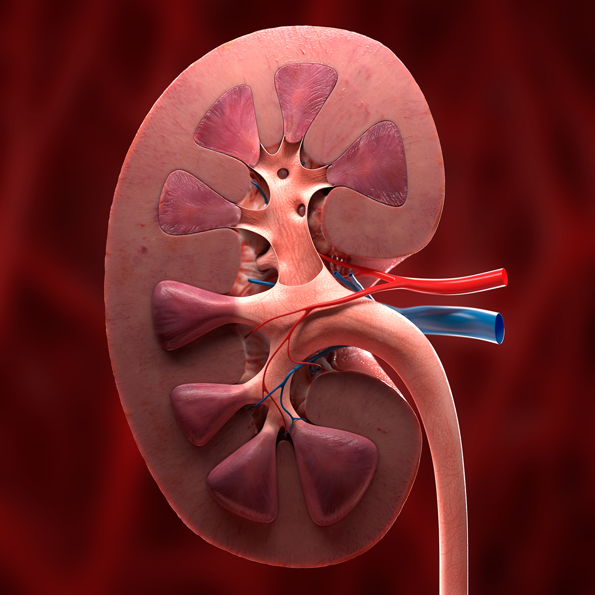 kidney organ science catheter 3D blood vessel Render anatomy artery vein