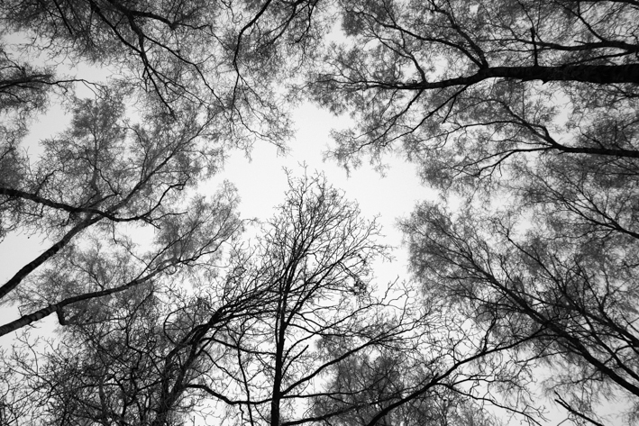 Schwarzweiß black and white Landschaft Landscape winter Bäume trees