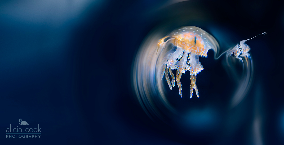 underwater jellyfish surreal Fu Lei seahorse