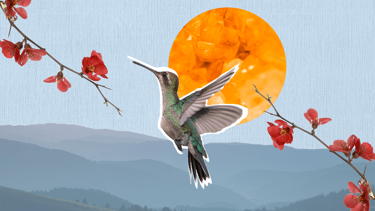 bird Nature Landscape japan blossom Flowers Sun collage Poster Design Graphic Designer