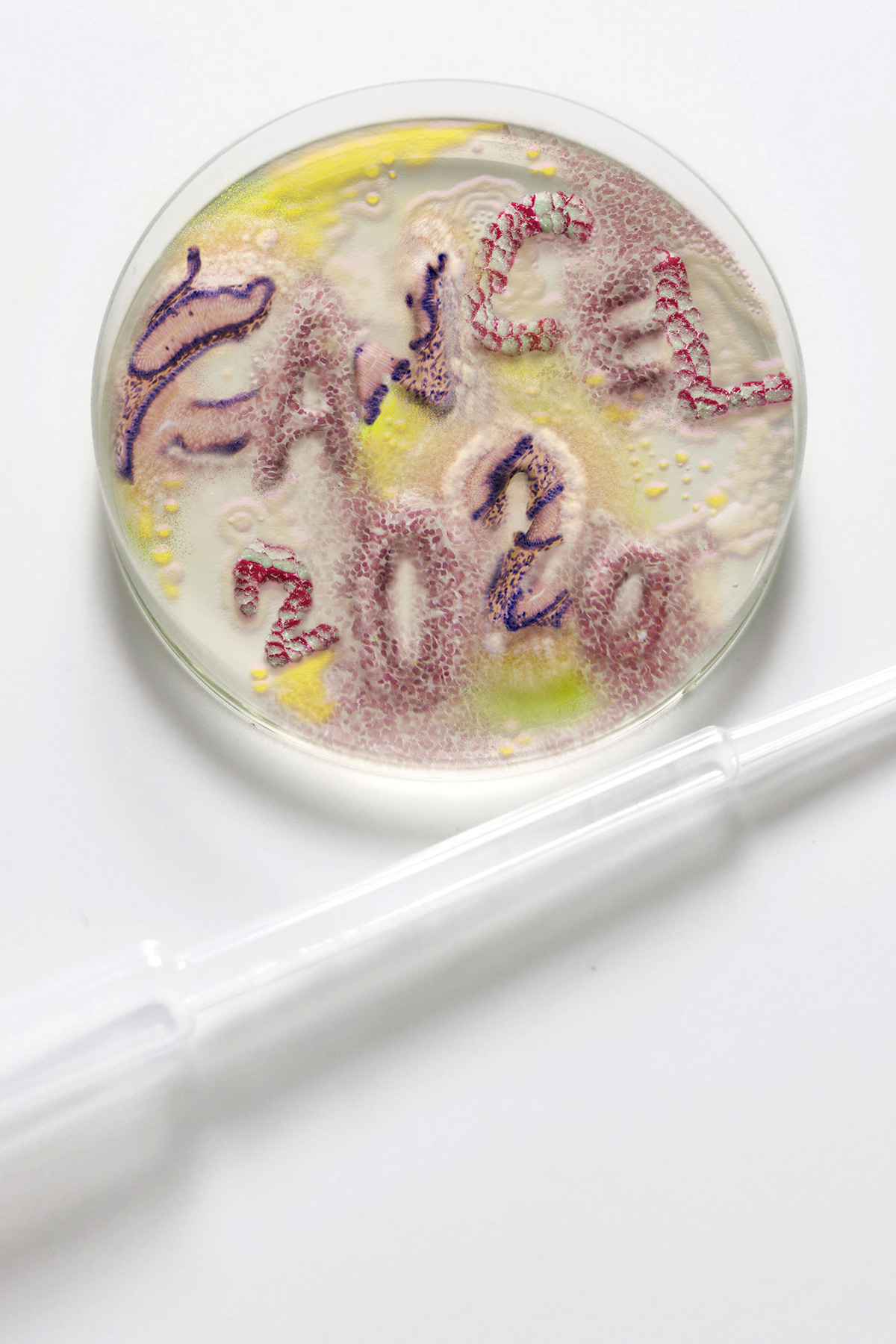 Bacteria corona COVid dish epidemic petri science virus Coronavirus petridish