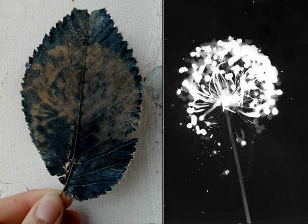 cyanotype leaf print analog photography experimental photography