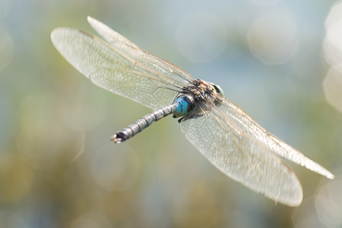 Insects biodiversity dragonfly anax parthenope Aeshnidae odonata Nature