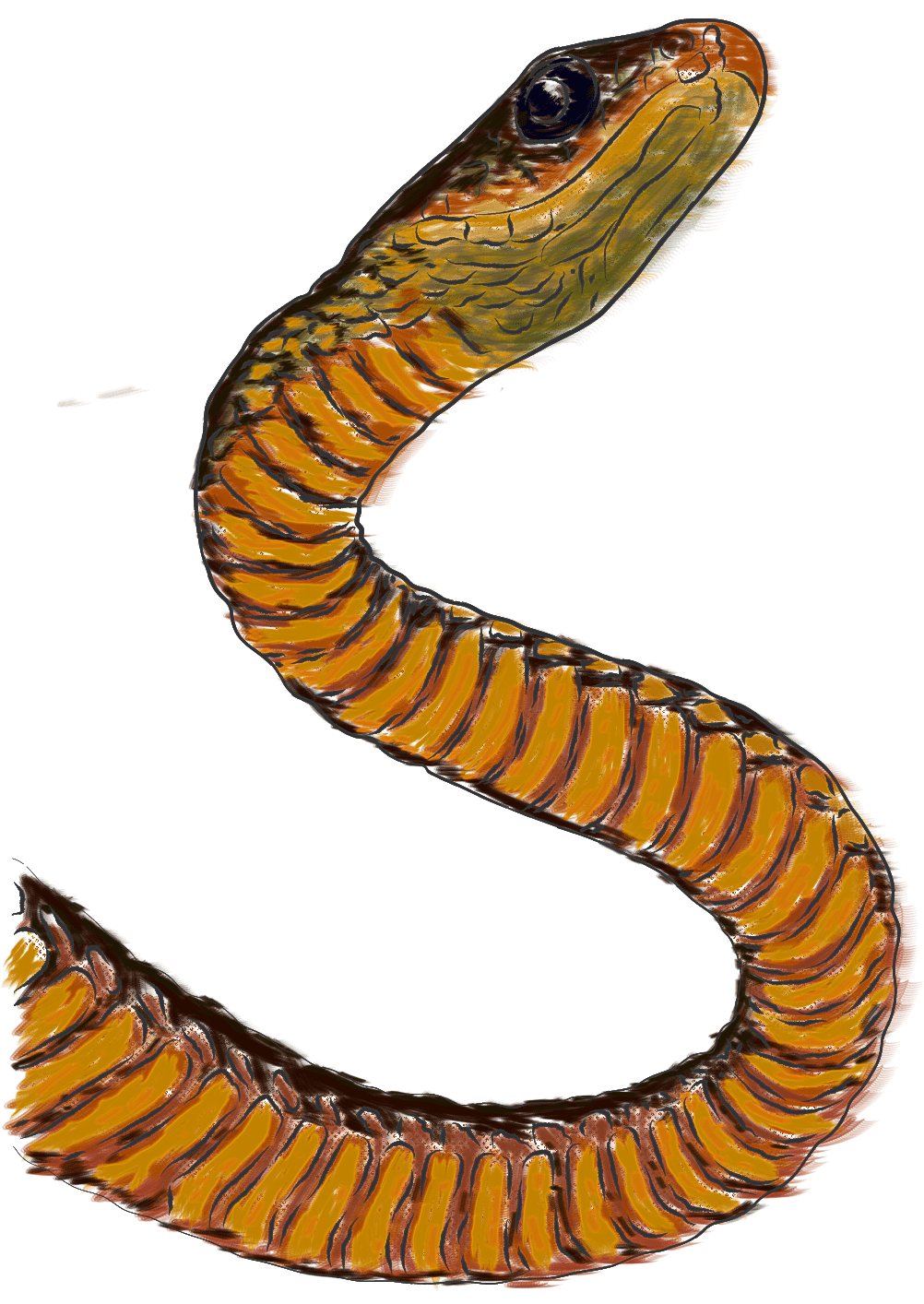 hoatzin caiman animals ILLUSTRATION  Digital Art  cartoon jungle