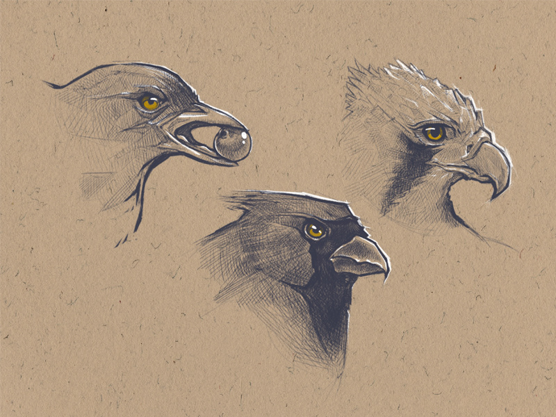 ILLUSTRATION  Drawing  sketch pencil dibujo ilustracion disegno bird birds ave