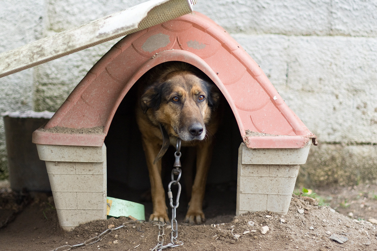 dog shelter rescue