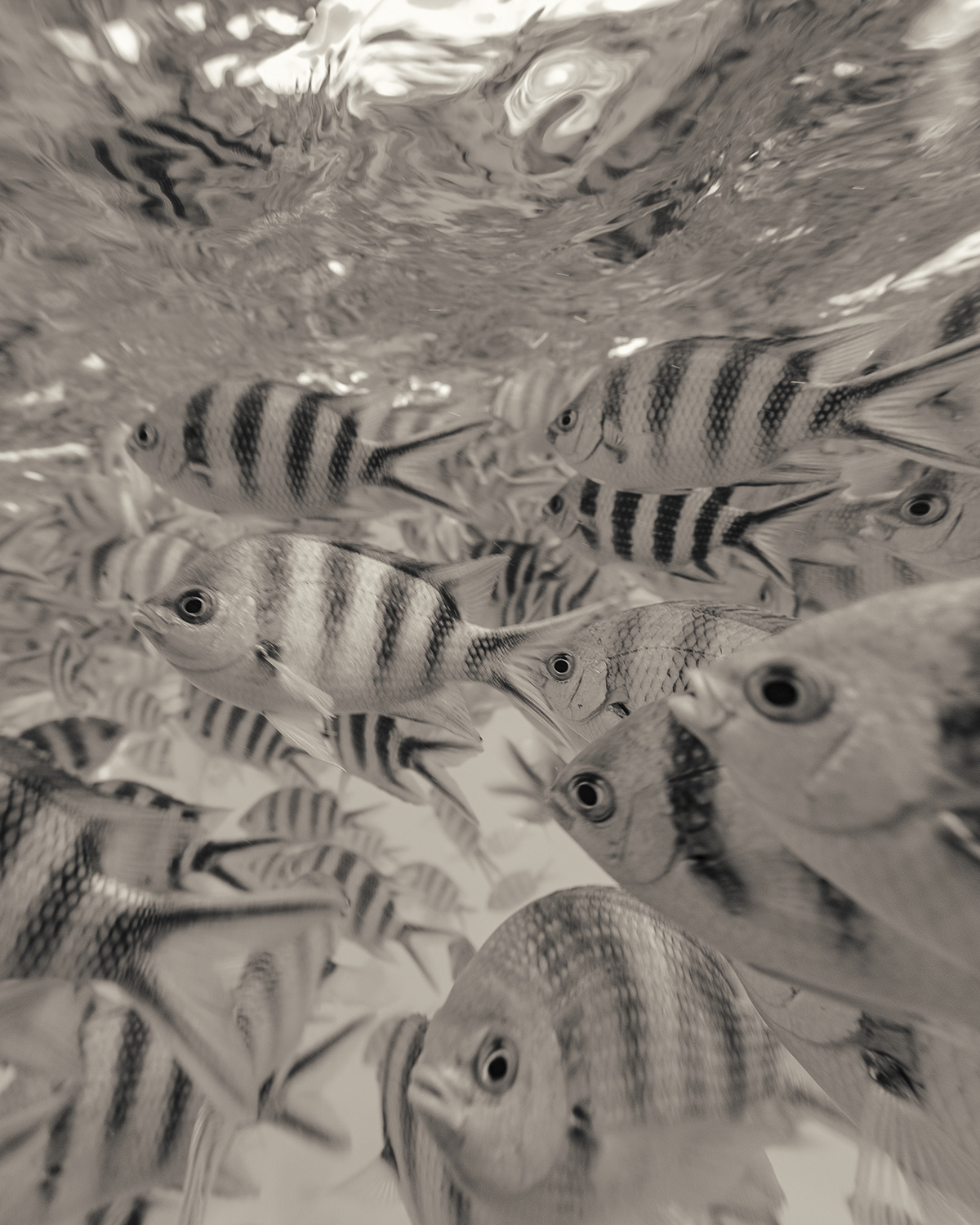blackandwhite bw fish marine sepia Seychelles split underwater