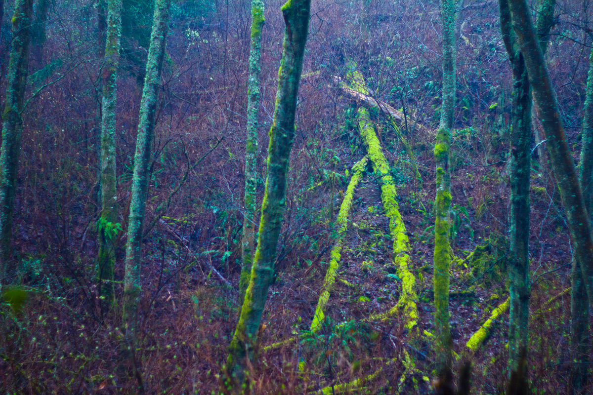 Park forest fungus Canon 60d 50mm colors