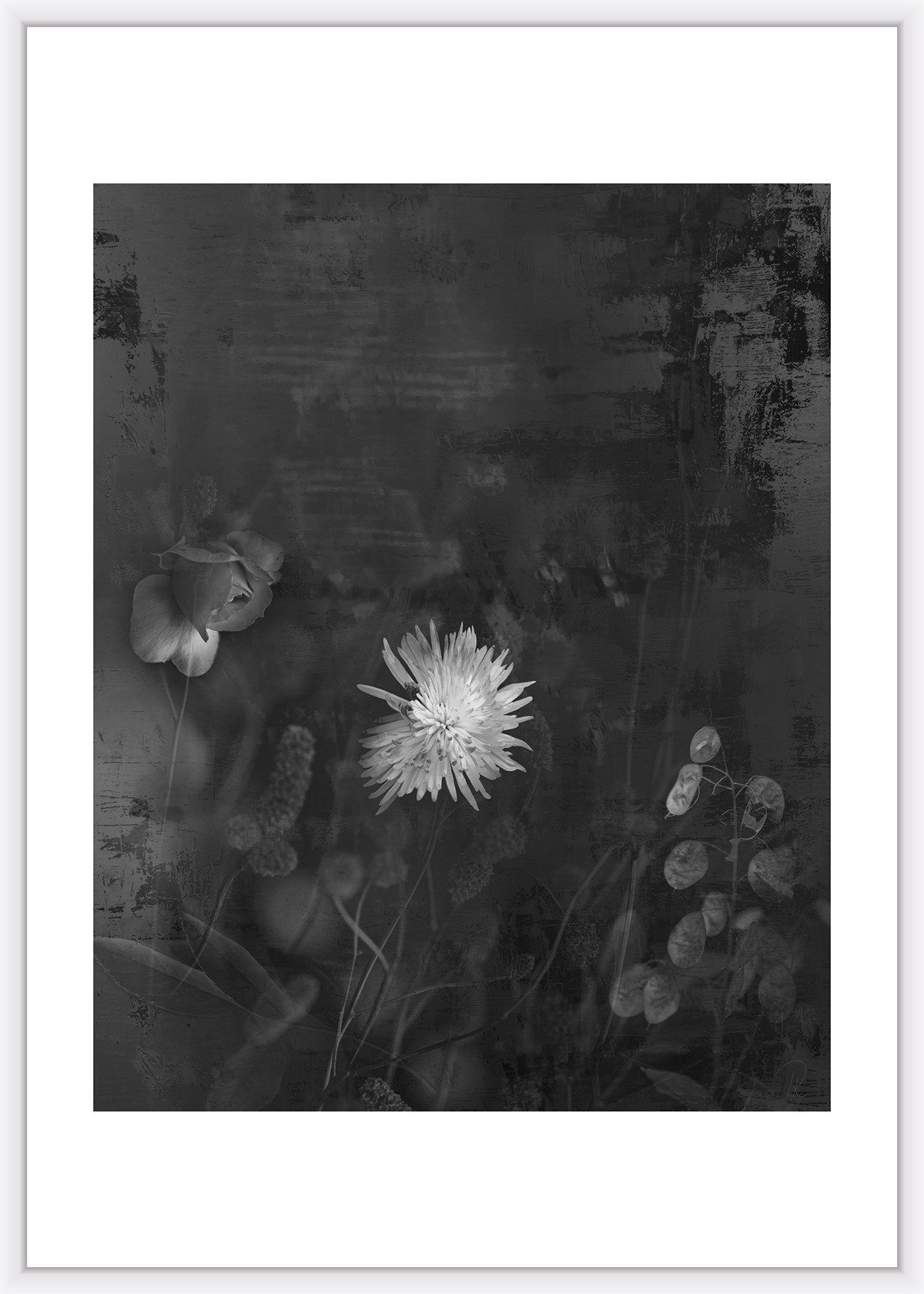 blumen Canon collage Kunstausstellung natur Photographien schwarz weiss wasser fotografie