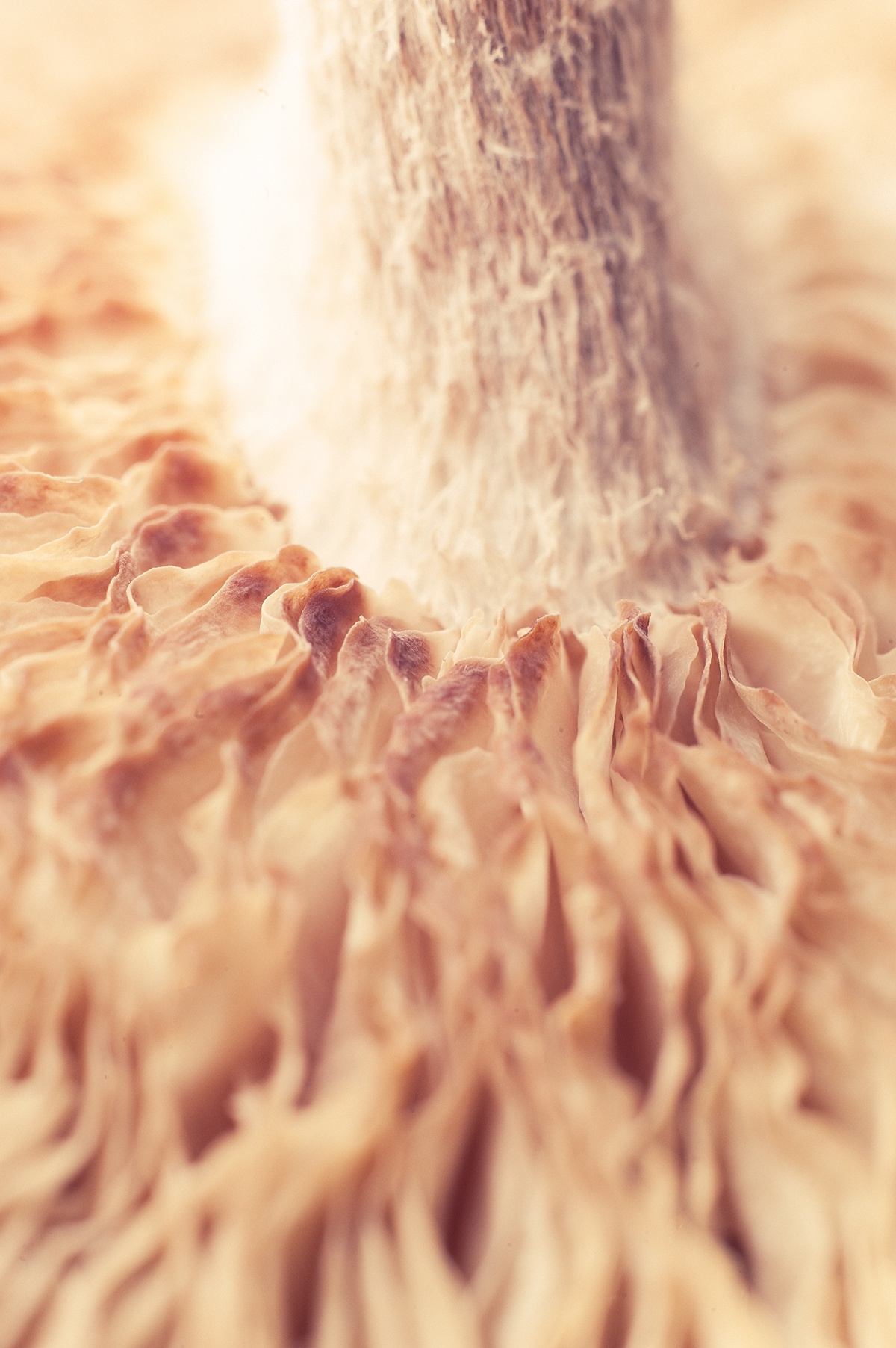 mushroom Mushrooms close-up macro funghi Gills edible shiitake
