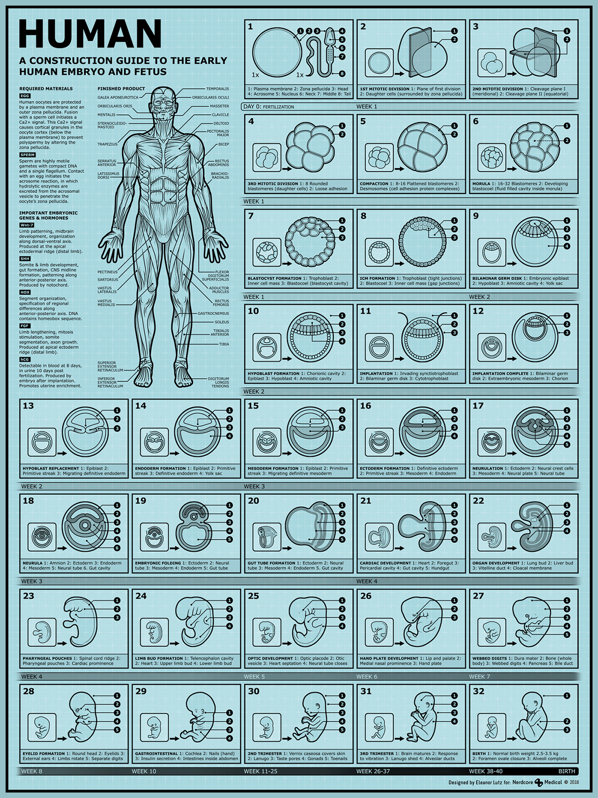 Adobe Portfolio science infographic medicine biology