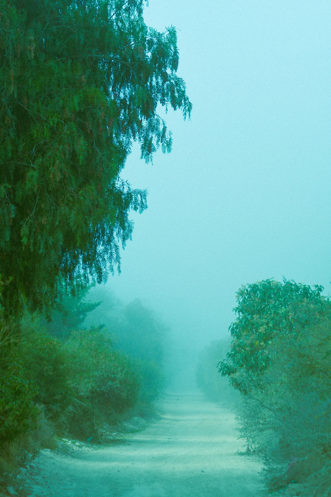 fog Photography  Nature beauty fantasy lightroom dark horse Tree  mist