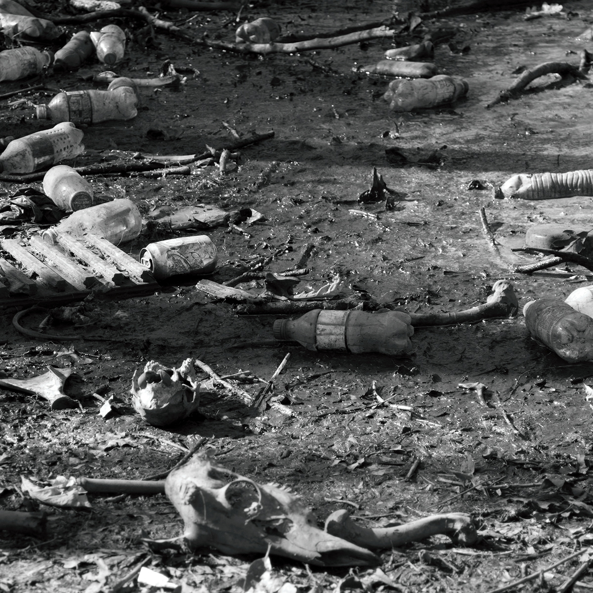 debris decay bones skeletons deer trash Environmentally Concerned Photography black and white