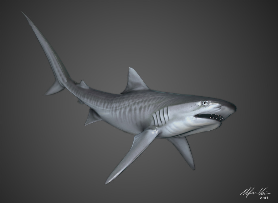 sharks Tiger shark Hammerhead Shark shortfin mako shark 3d art game character Game Art videogame shark 3d shark