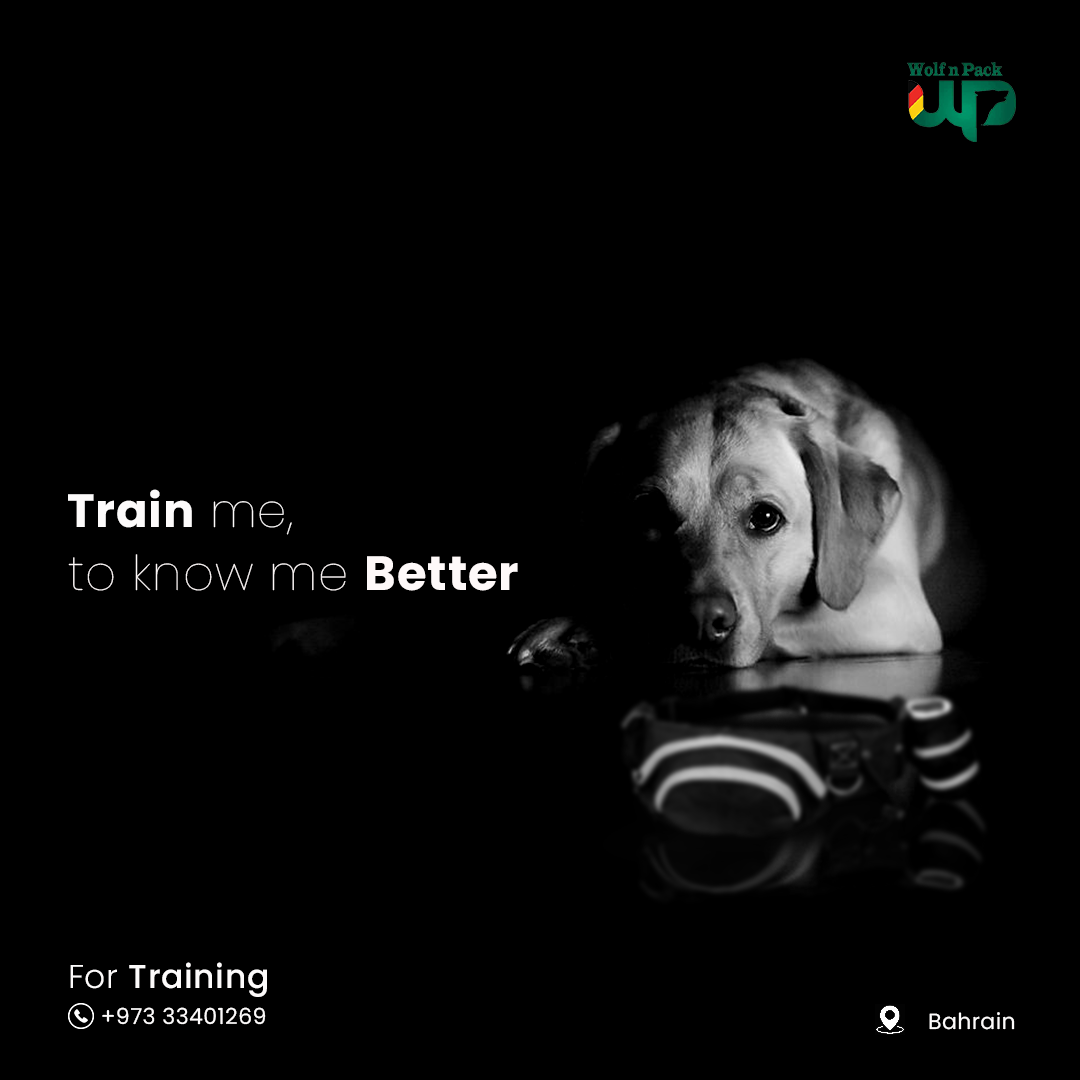 training dog