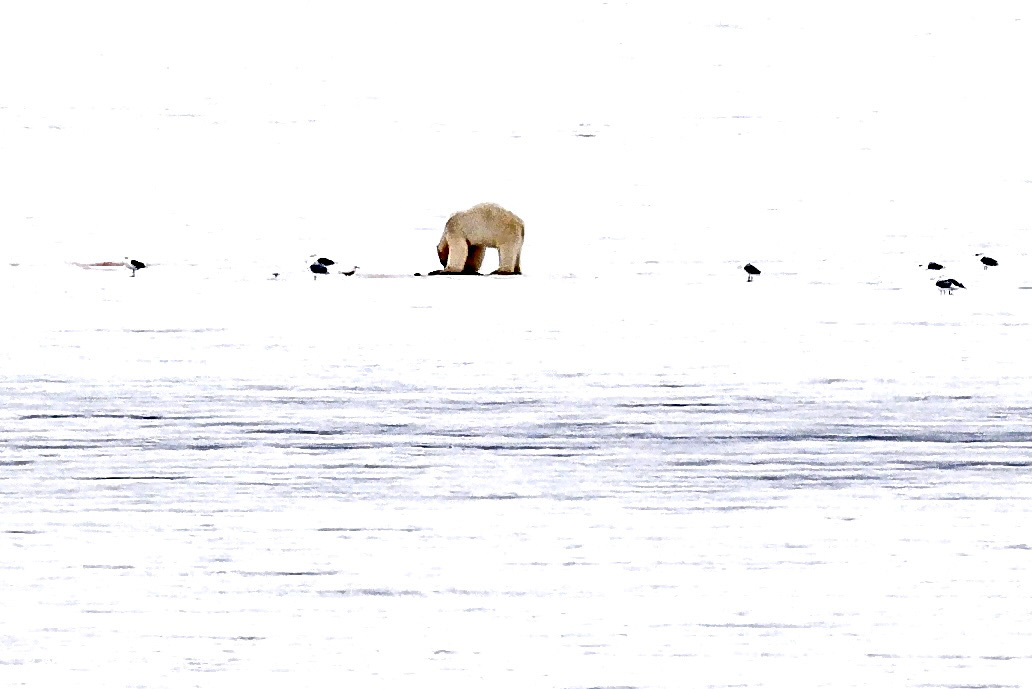 Polar Bear Svalbard Arctic