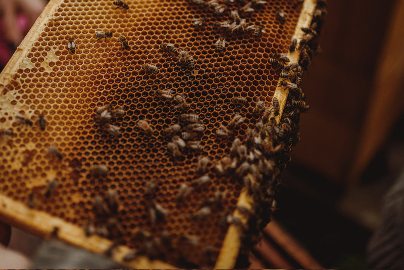 bee Beekeeper beekeeping honey Nature Photography  photoshoot photostory
