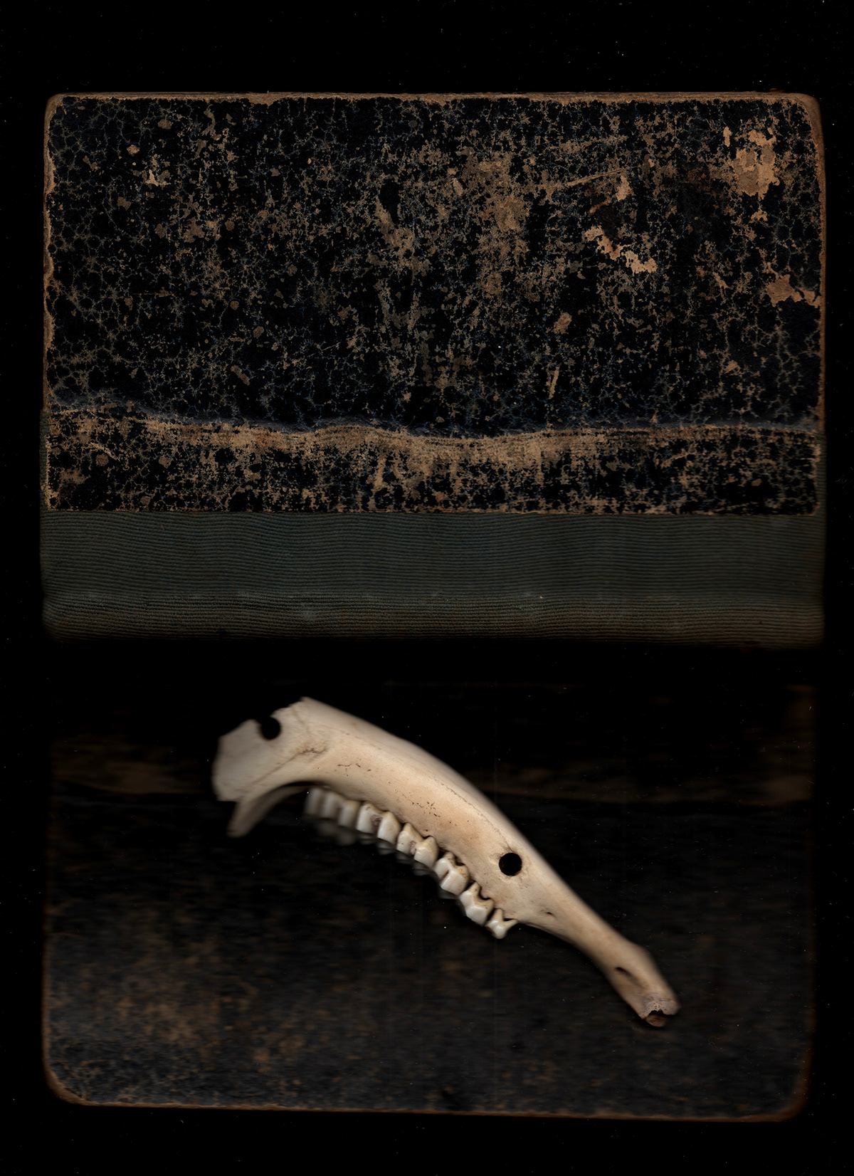 scan collage old books bones photo Sediment Lusiana Libidov scanner