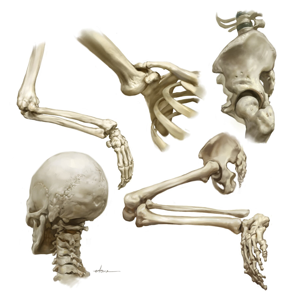 anatomy bones Digital Art  medical illustration painting   skeleton skull