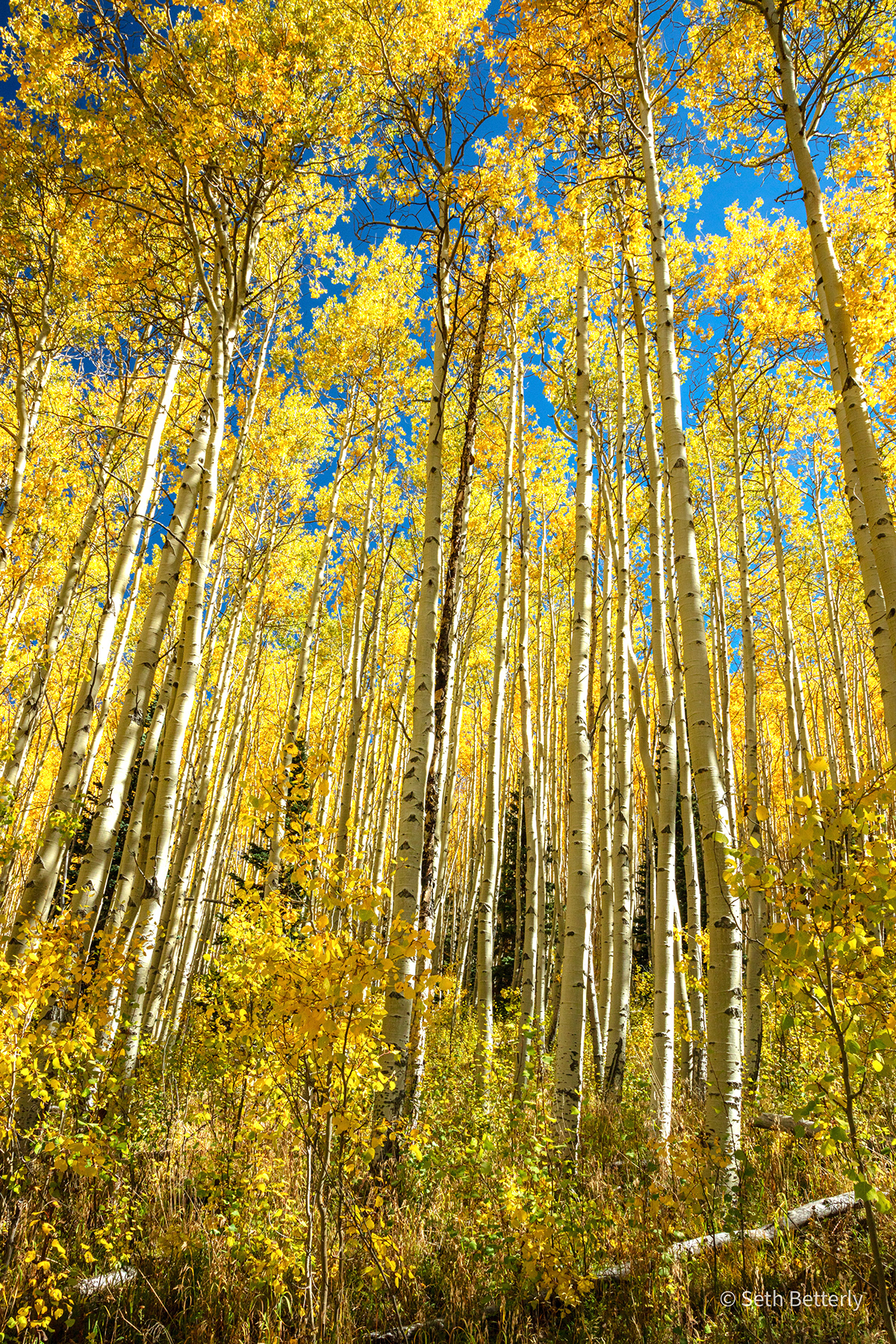 Landscape Nature outdoors aspen Tree  Fall color mountain valley