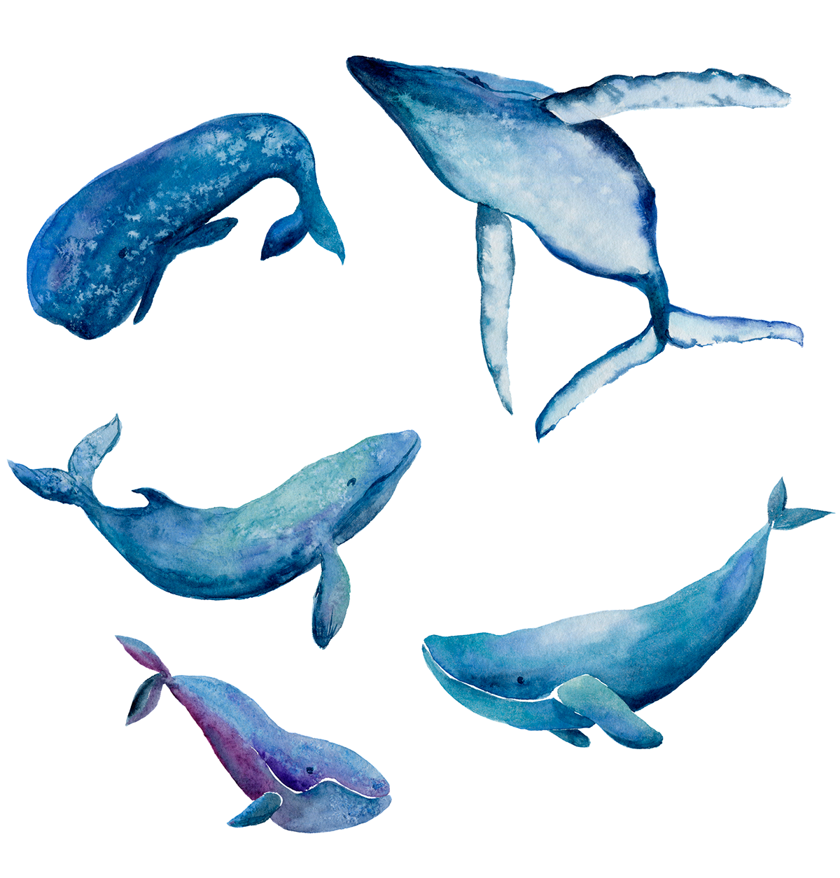 watercolor aquarelle Whale Ocean sea animals masala_arts