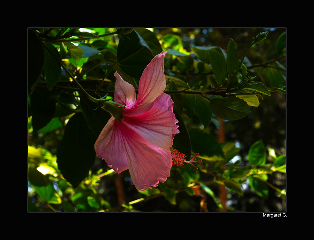 flowerphotography photographer nature photography floral botanical flowerpower naturephotoshoot photographerportfolio photographyportfolio
