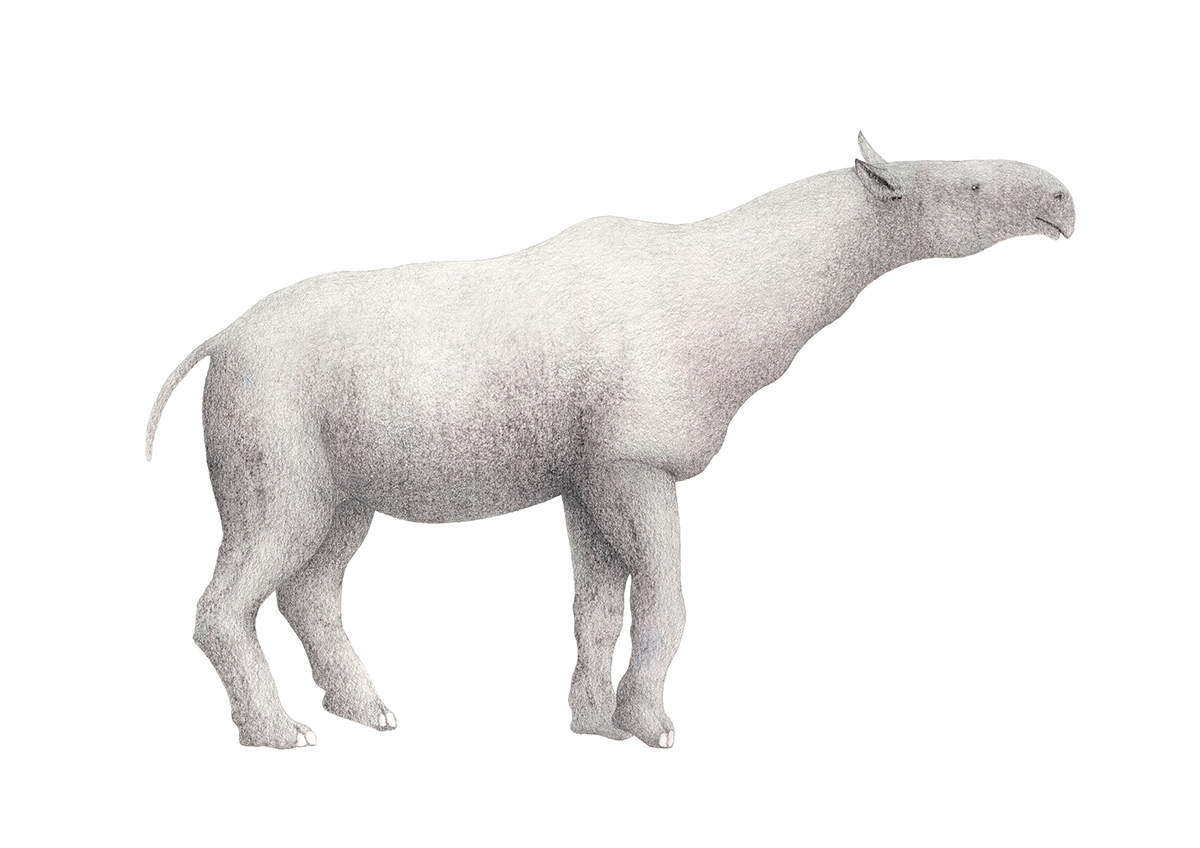 prehistoricmammals glyptodon Paraceratherium Embolotherium Deinotherium poststamps scientificillustration science biology mammalia